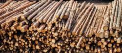 Madera en rollo-nacional