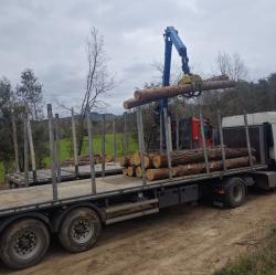 Aprovechamientos forestales