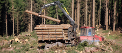 Aprovechamientos forestales